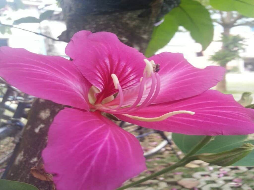 Khao Lak Forest Resort, Khao Lak, Phangnga